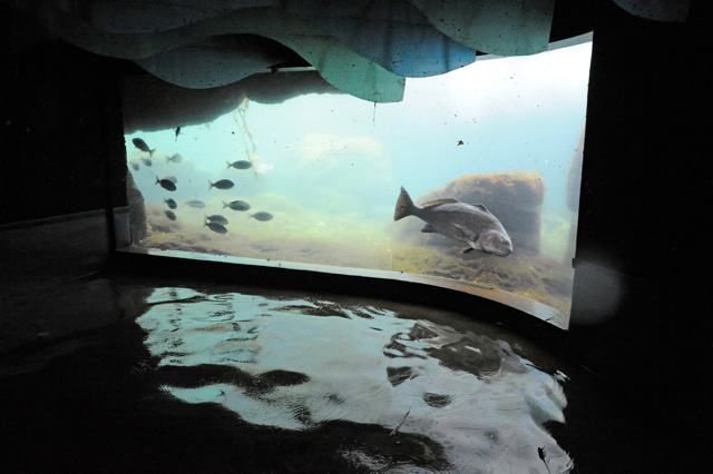 Flooding at the NY Aquarium   